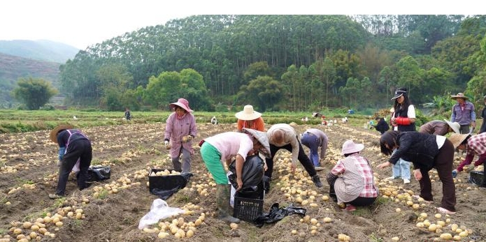 广西贵港：巧用冬闲田种出“金疙瘩”