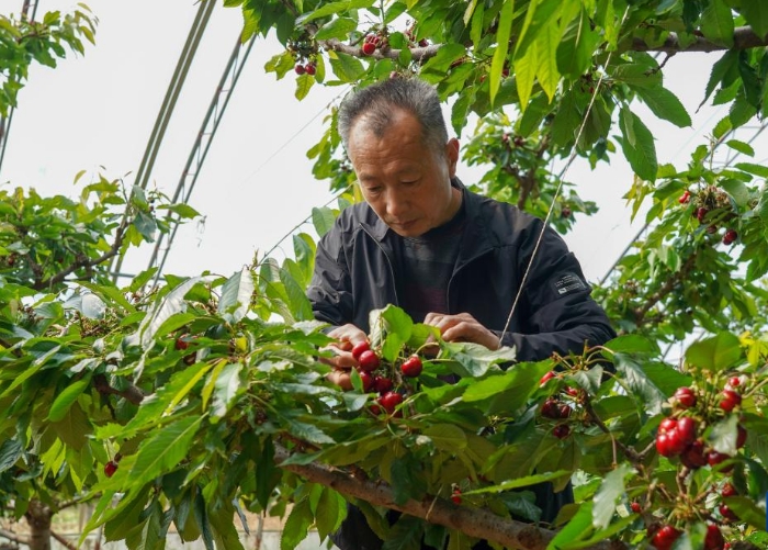 樱桃树下管护忙