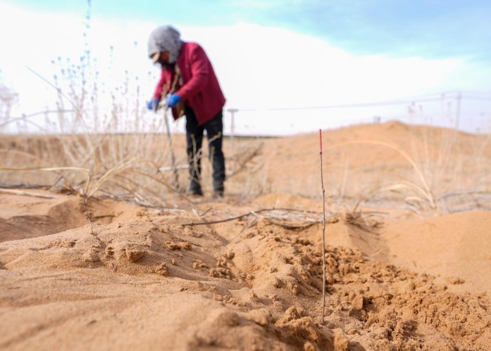 宁夏中卫：春日植绿锁黄沙