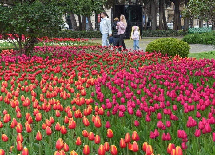 巴库春意浓