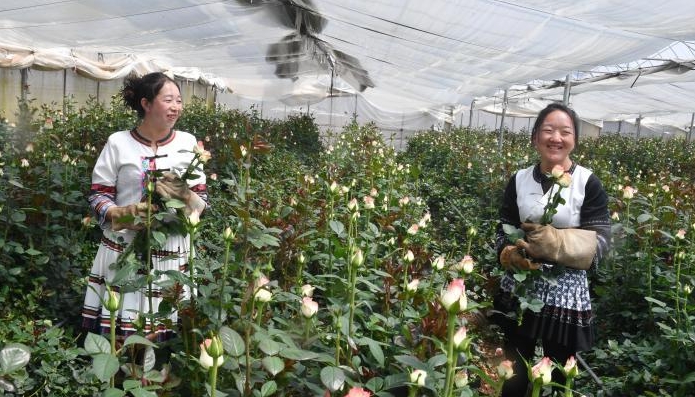 云南禄劝花卉产业崛起 玫瑰香飘国内外促农增收