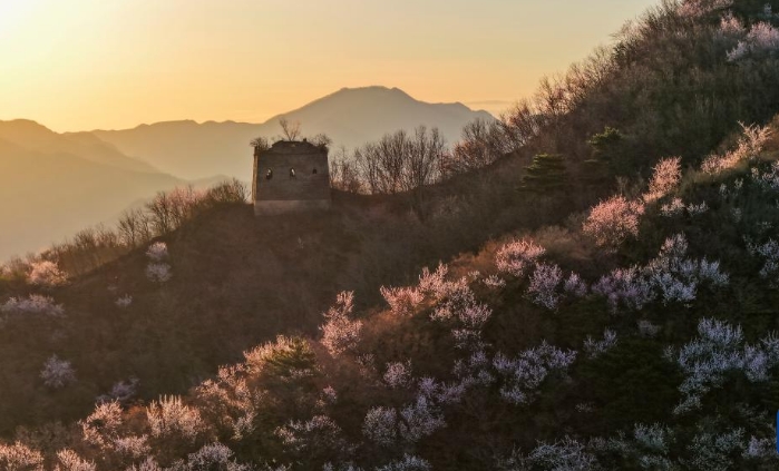 河北迁西：春花春光映长城