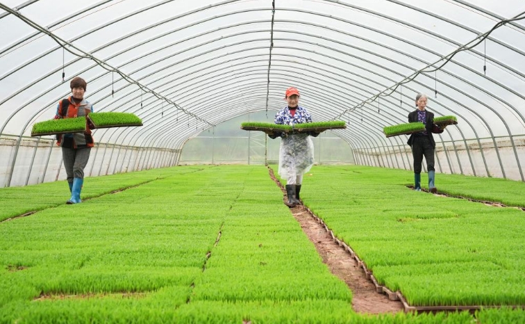 沃野田畴育秧忙