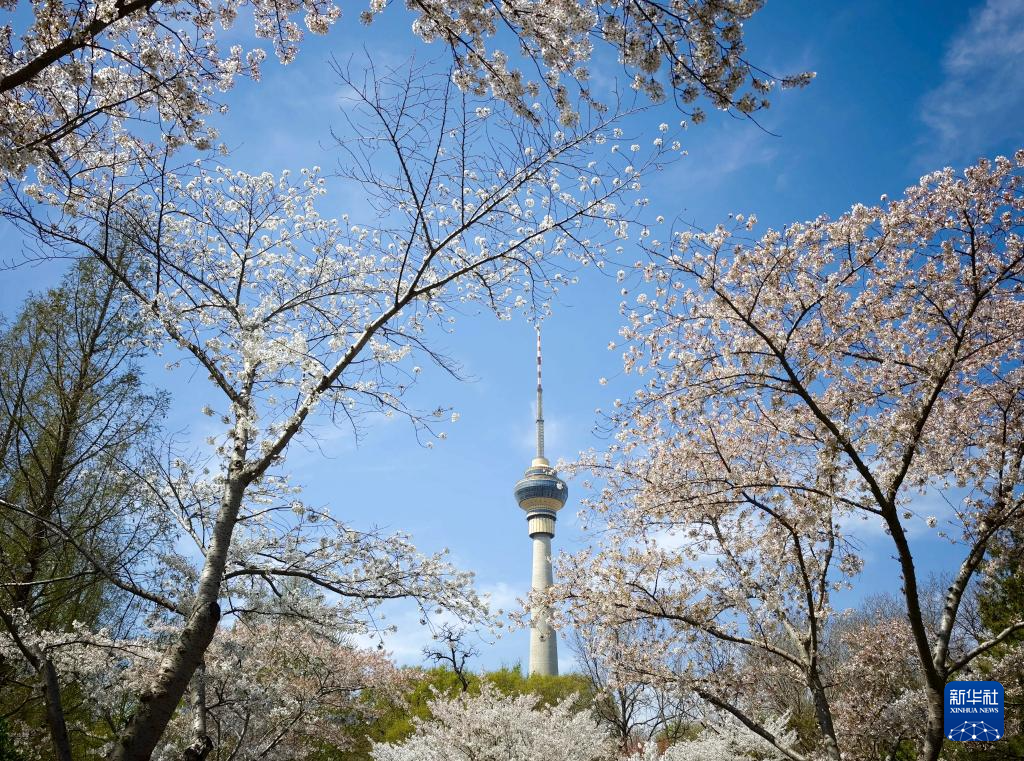 清明时节 不负花期