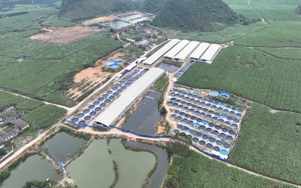 乡村振兴在行动｜广西罗城：山水赋能产业兴 仫佬山乡焕新颜