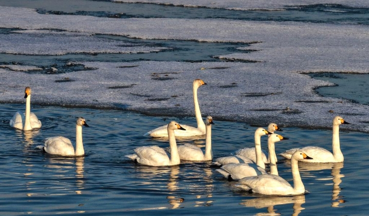 春江水暖“鹅”先知