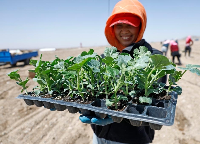 荒滩戈壁播种“绿宝石”