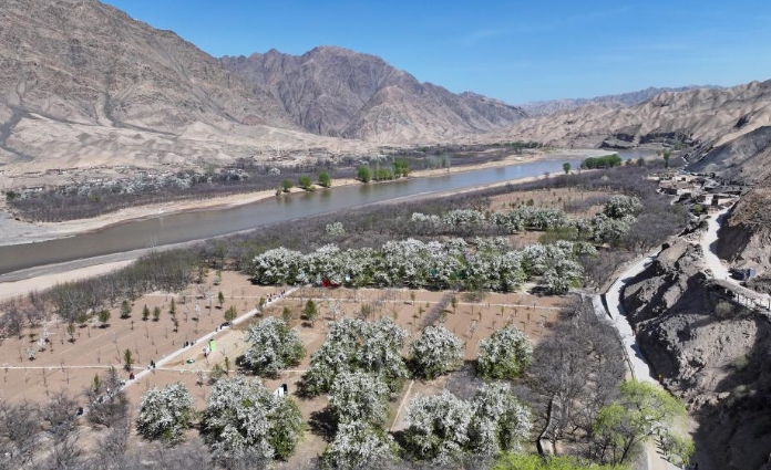 黄河岸边赏百年梨花