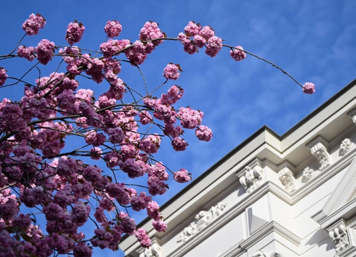 德国波恩：樱花绽放