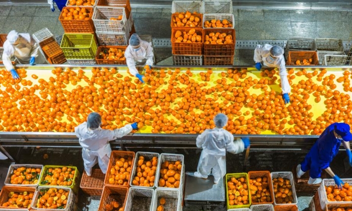 湖北秭归：脐橙全果加工 助力乡村振兴