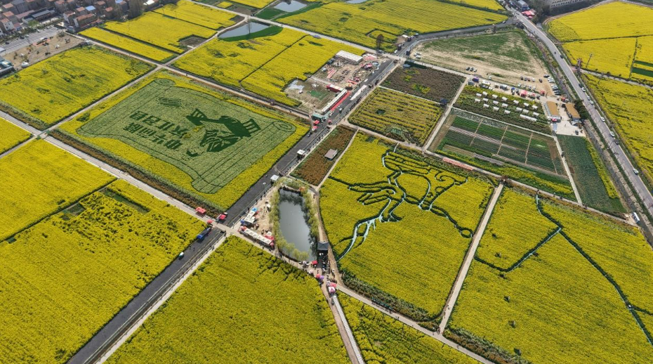 湖北云梦：花海里的“助农红”