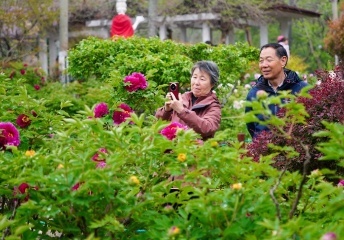 济南：牡丹盛开赏花热