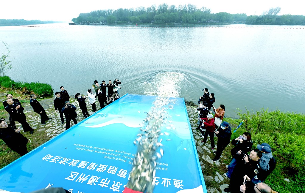 北京通州：“以鱼还鱼”修复生态 法治护航大运河碧水清流