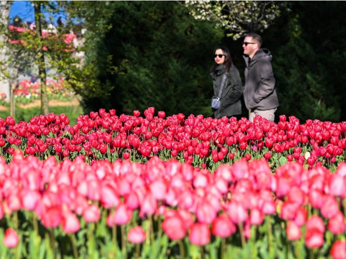 土耳其伊斯坦布尔：郁金香节