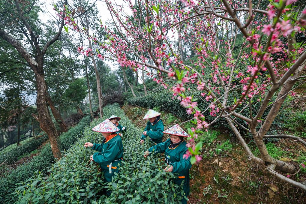 一叶之变，“老茶”泡出新滋味
