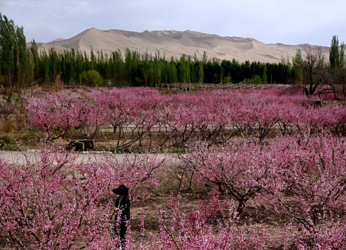 甘肃敦煌：鸣沙山下桃花俏