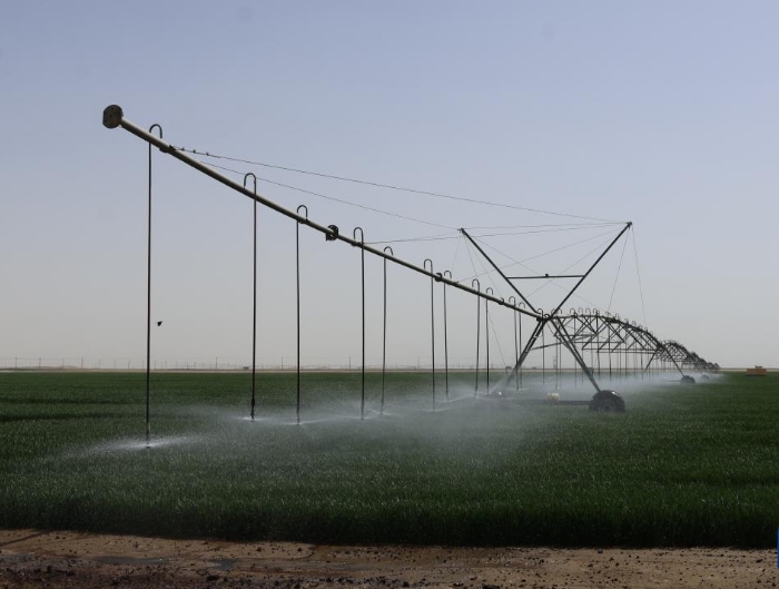 新疆昆玉：沙漠边缘麦苗青