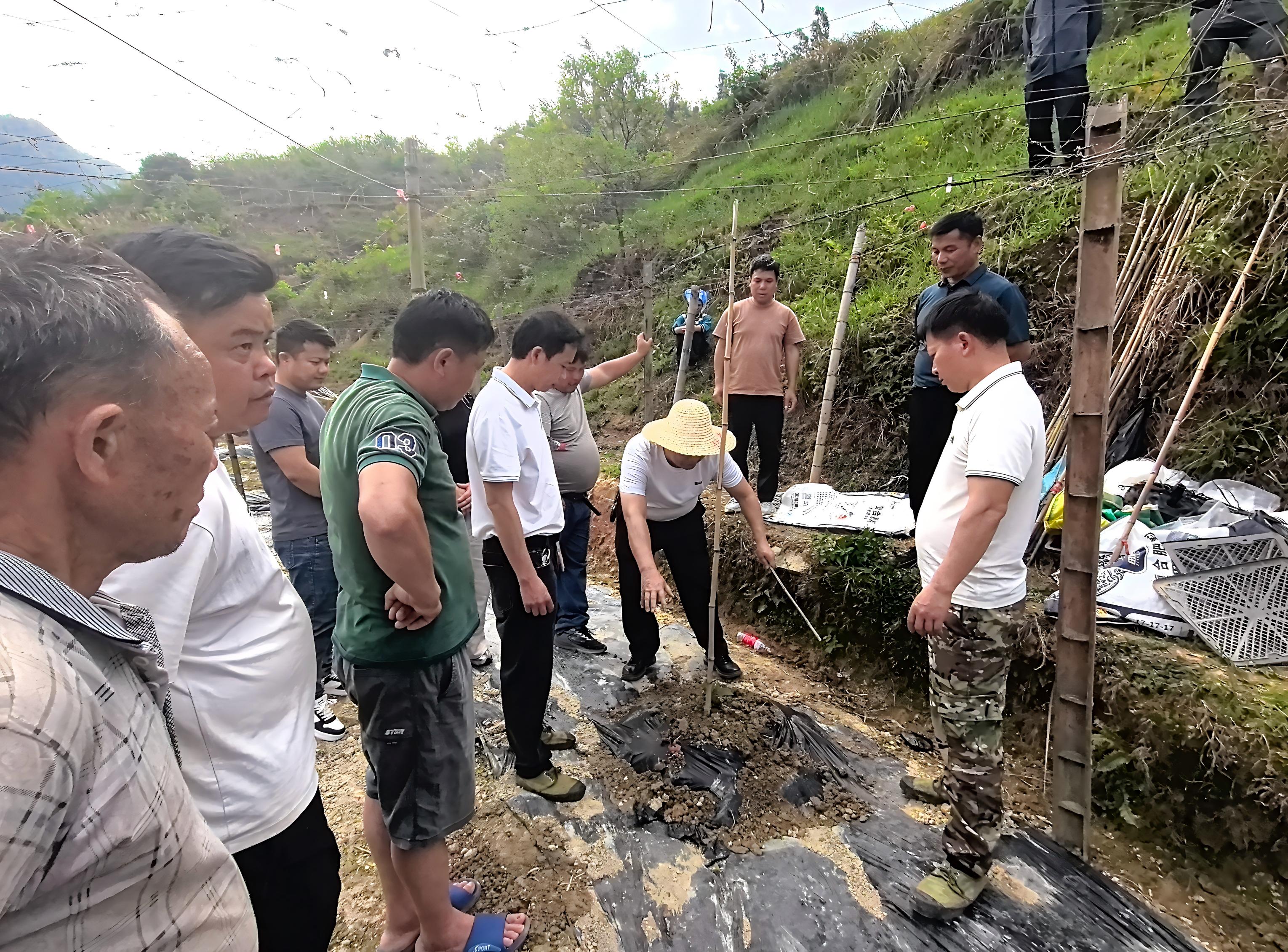 罗汉果基地里的履职