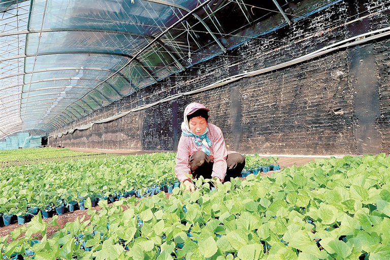 内蒙古科右前旗红心村：四季“不闲”促增收
