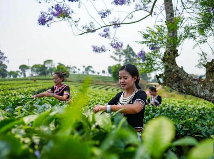 云南思茅：迎来春日采茶季