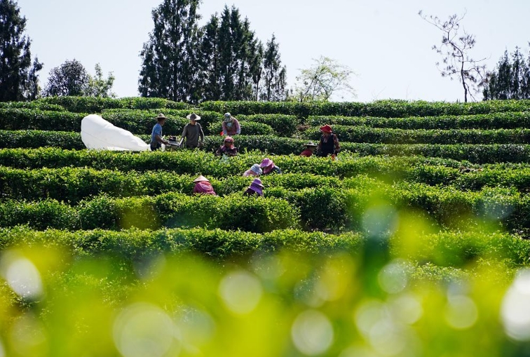 福建武夷山：岩茶开采