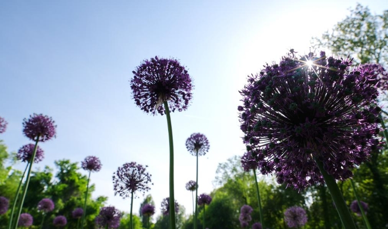 中-乌全球葱园塔什干中心繁花似锦