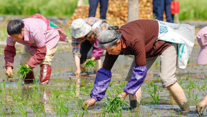 安徽黟县：谷雨开秧门 古村农耕忙