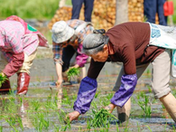 安徽黟县：谷雨开秧门 古村农耕忙