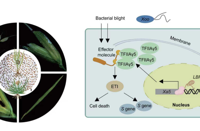 破译水稻“沉默密码”：非编码RNA解锁育种新可能