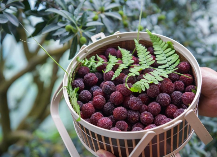 浙江慈溪：首批大棚杨梅开摘上市