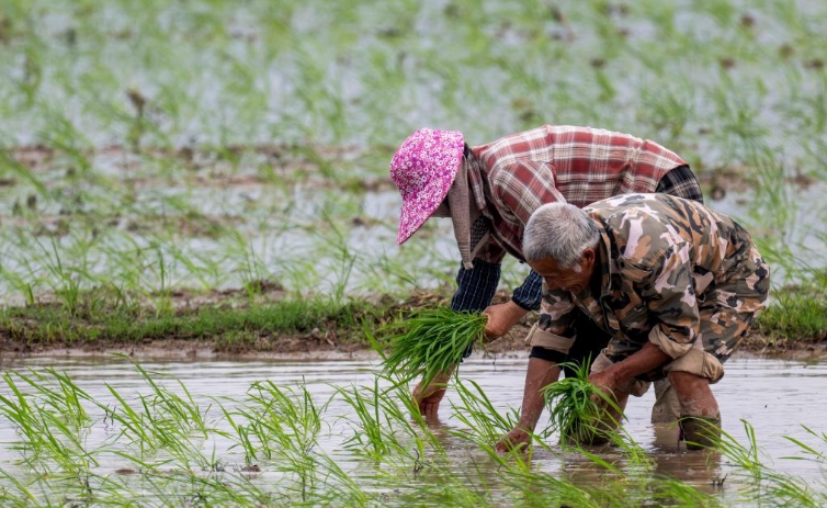 福建连江：早稻插秧正当时