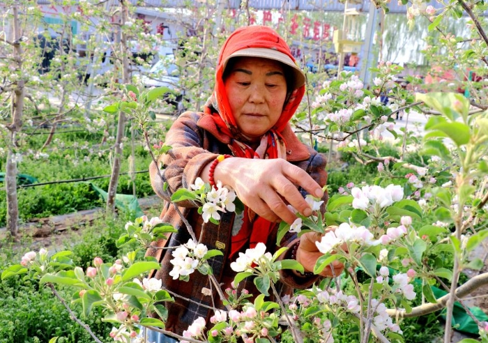 甘肃静宁：苹果花开农事忙