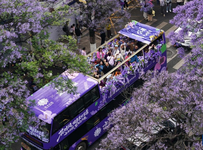 昆明：共赴紫色花海之约