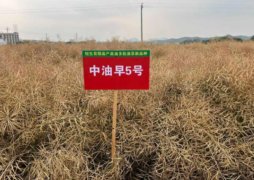我国特早熟油菜育种获重大突破
