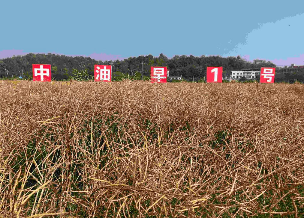 我国特早熟油菜“中油早1号”迎来丰收