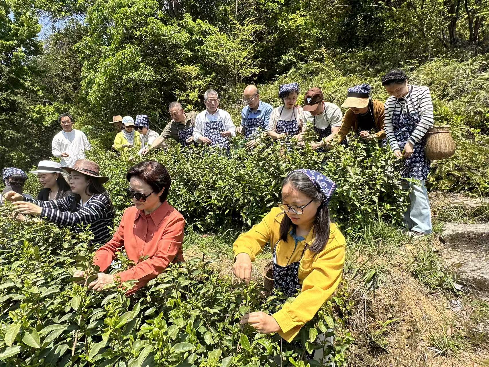 “品味温州早茶·走访雁荡毛峰”实地调研活动在乐清举行