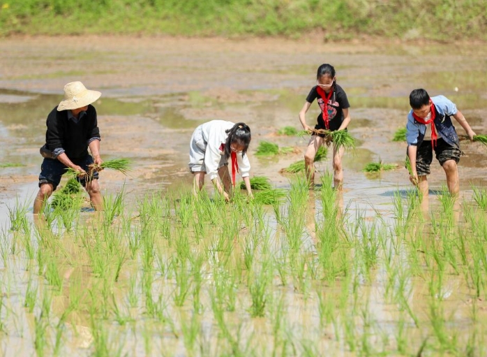稻田里的劳动课