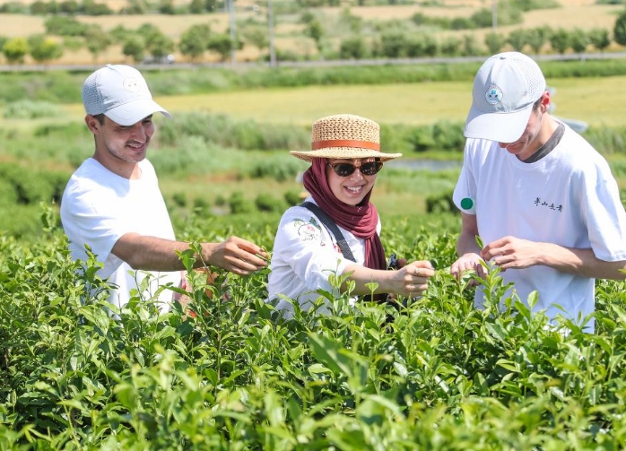 江苏句容：外国留学生体验茶文化