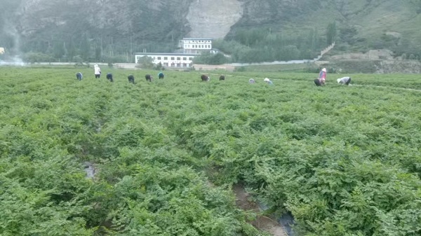 品牌赋能道地药材 甘肃临潭通过“中国生态当归名县”区域公用品牌现场审核