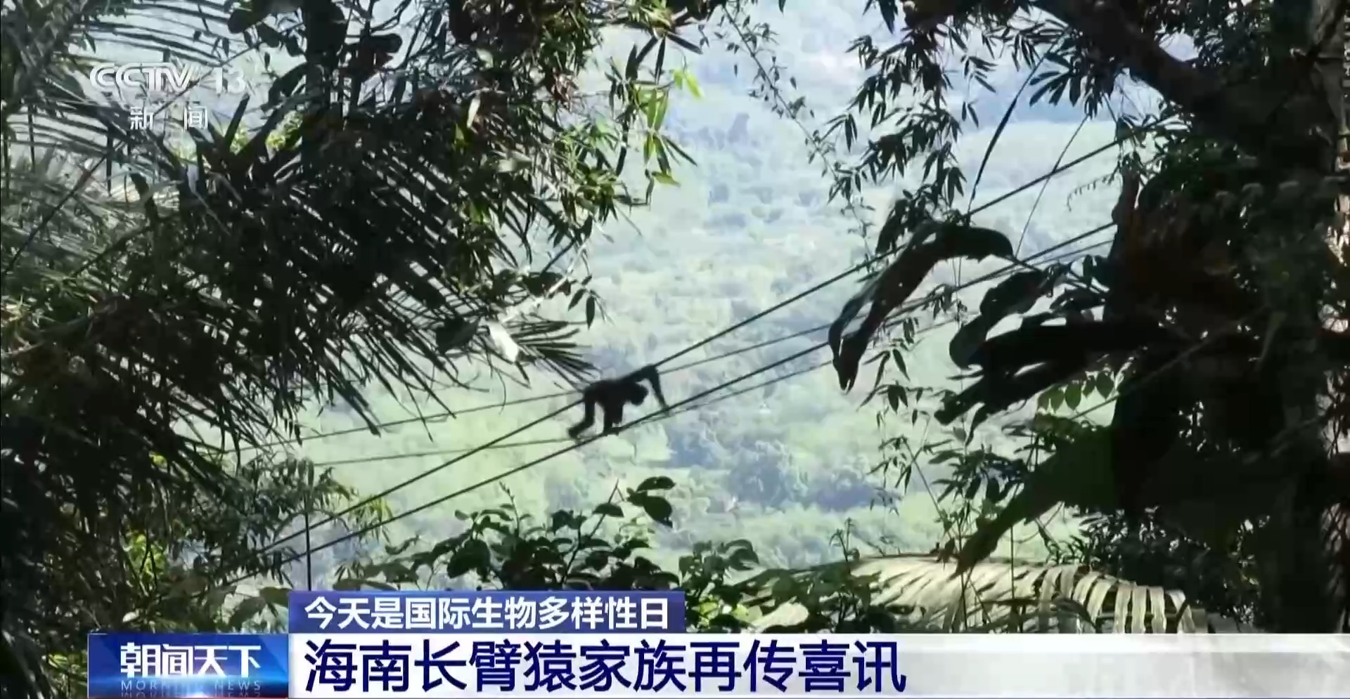 旗舰物种频添新丁 我国生态保护成效显著