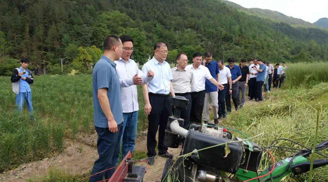 油菜烟草复合种植模式增产又增收