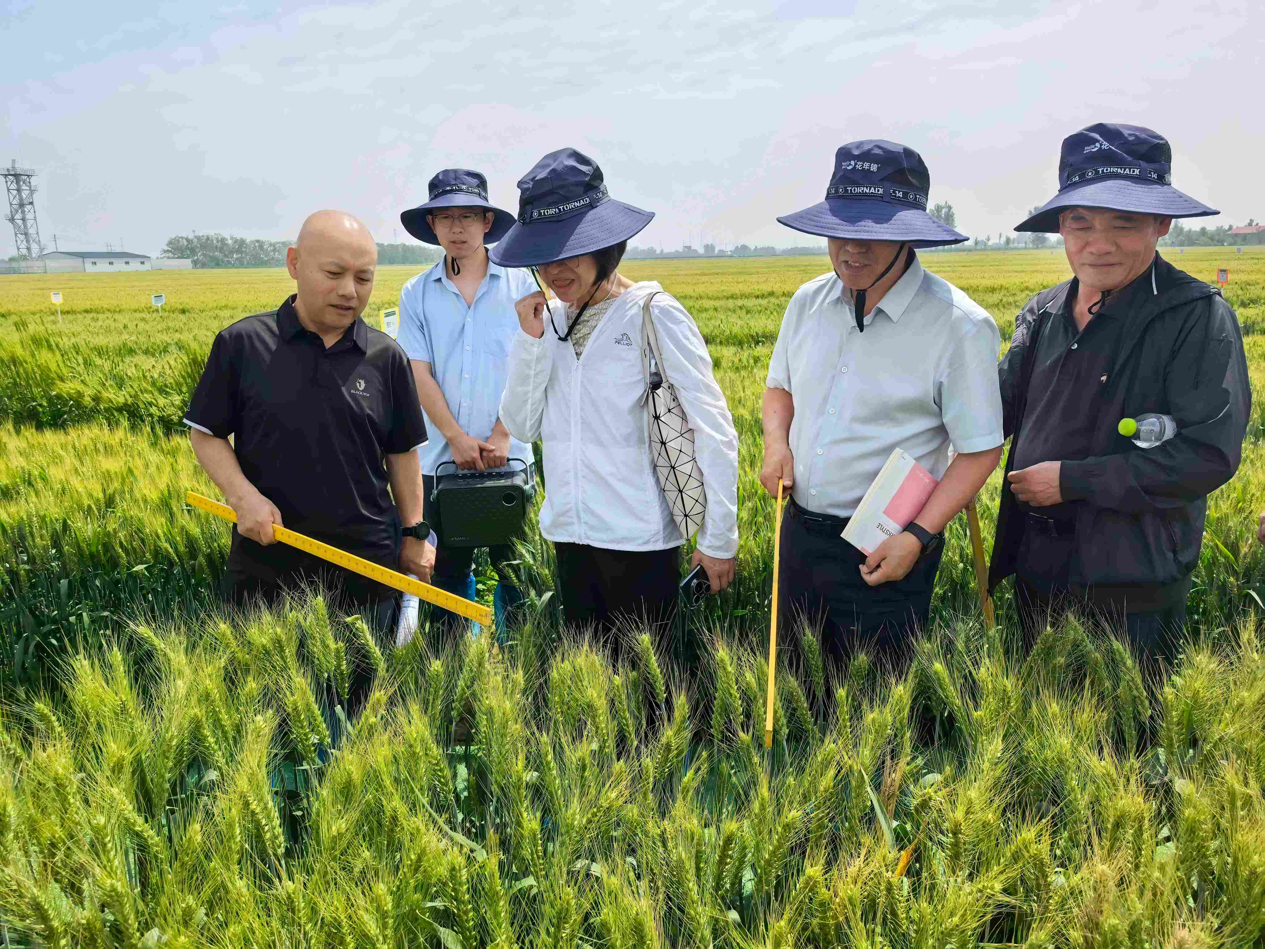 “良医”守麦田 中国农业科学家解锁小麦绿色丰收新密码