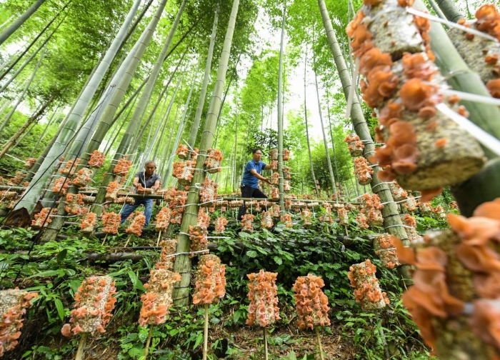 湖南双牌：“林下经济”助增收