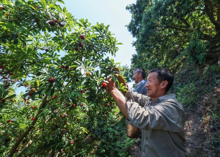 浙江慈溪：迎杨梅丰收季