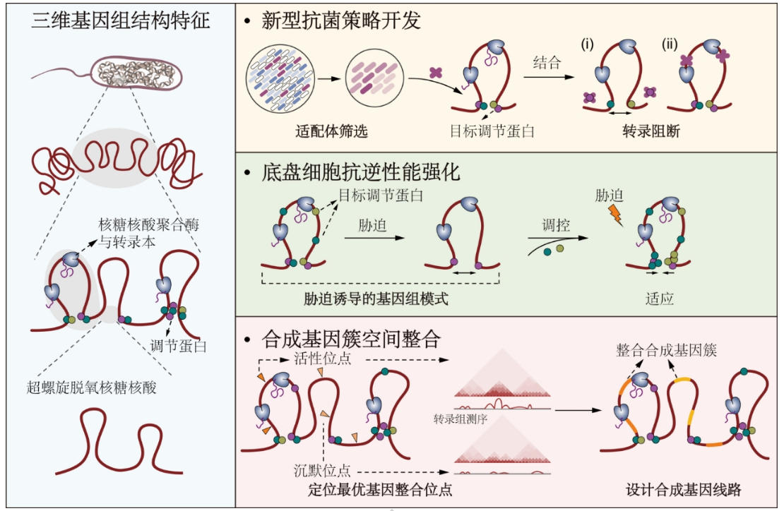 我国科学家破解细菌染色体折叠奥秘