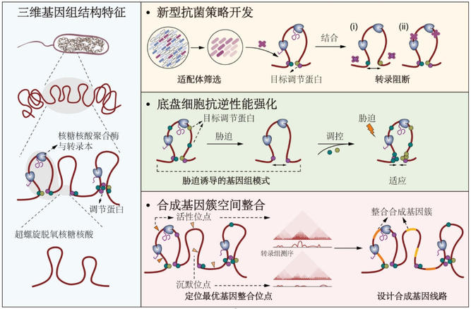 我国科学家破解细菌染色体折叠奥秘