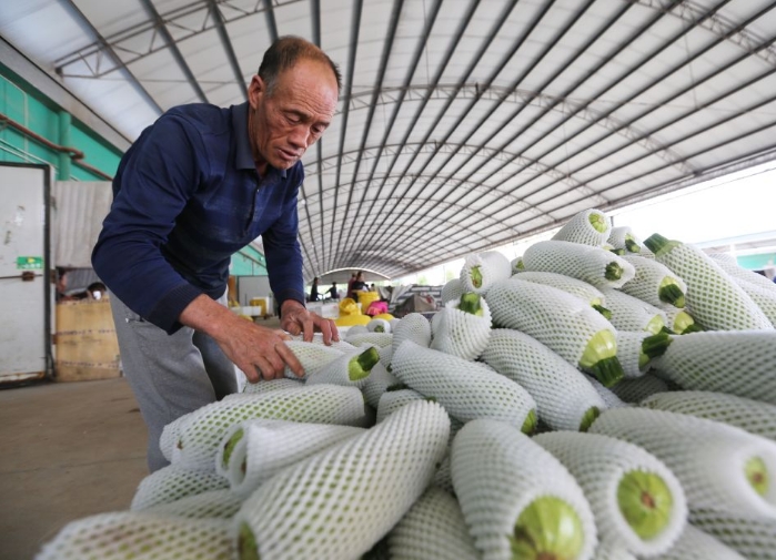 甘肃定西：高原夏菜新鲜上市