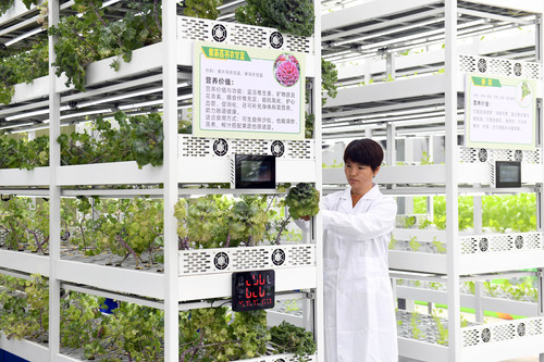 河北衡水：让“科技芯”丰盈“菜篮子”（8(10510640)-20260703112000