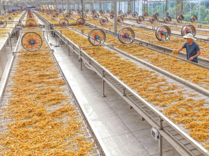 湖南衡阳：黄花菜飘香采收忙