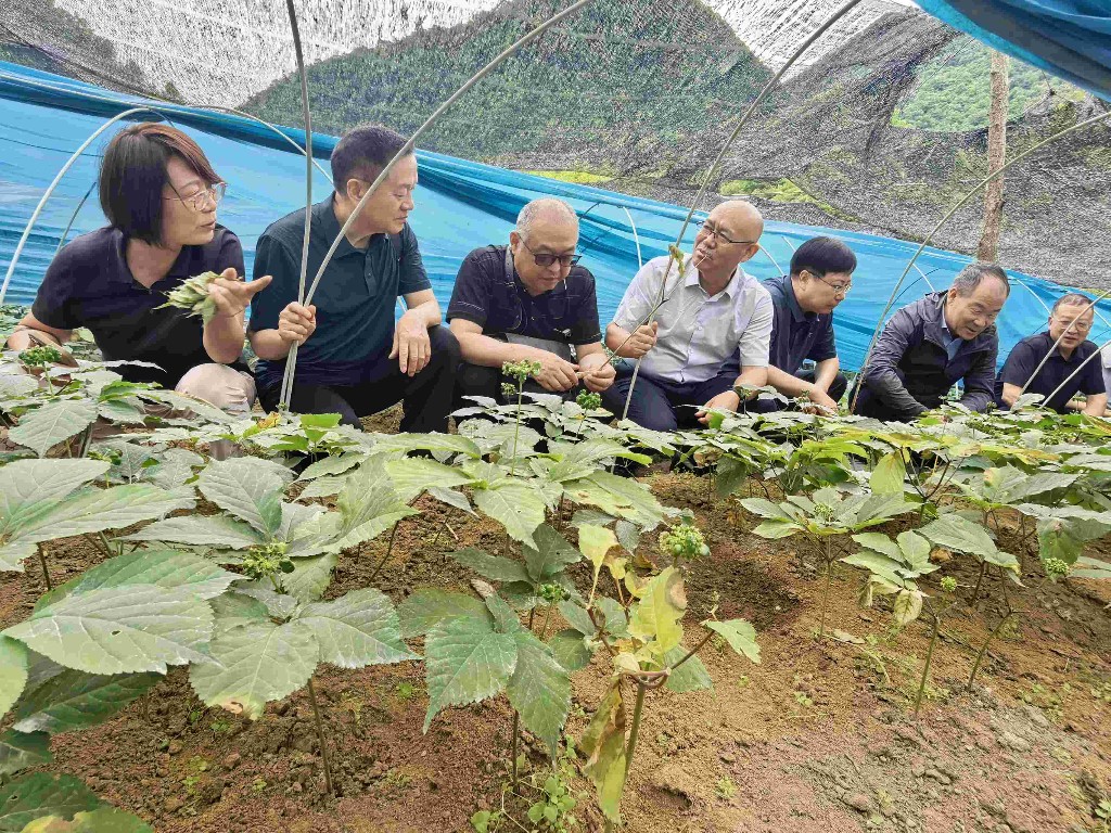 绝境破局！科技解锁国产西洋参重生之路